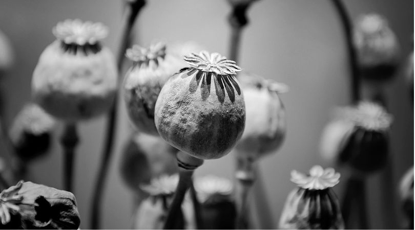 opium poppy