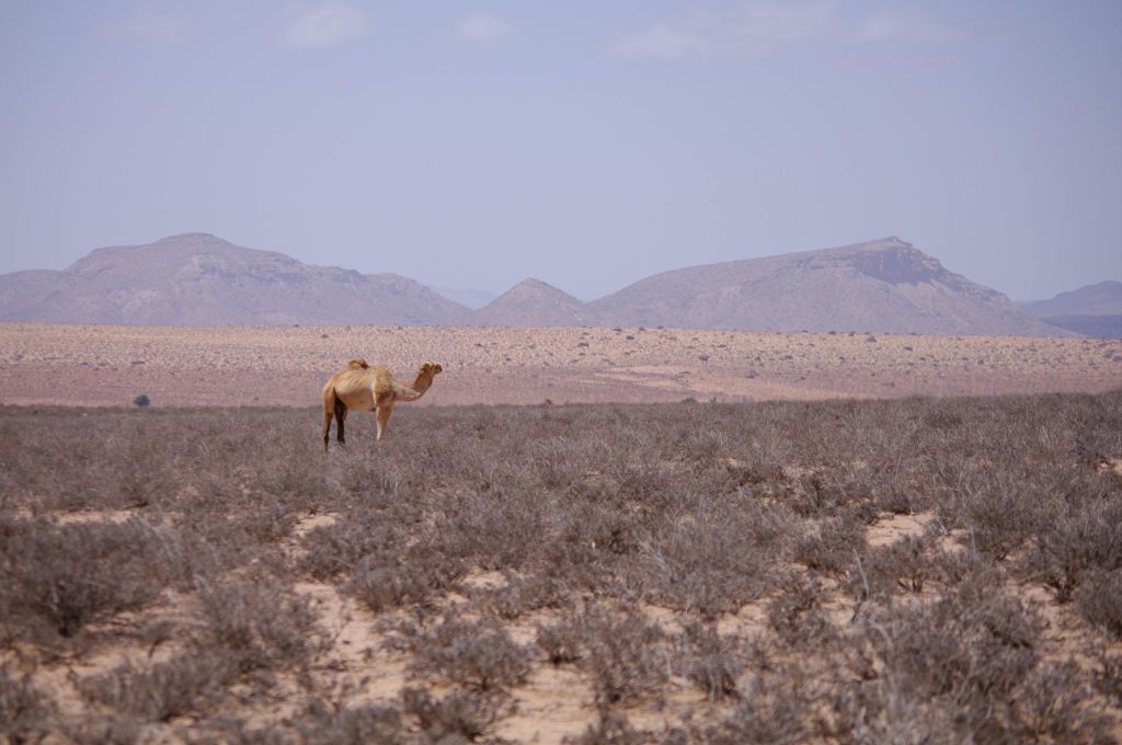 Camel in Somaliland, surrounded by dry scrublands with mountains in the background